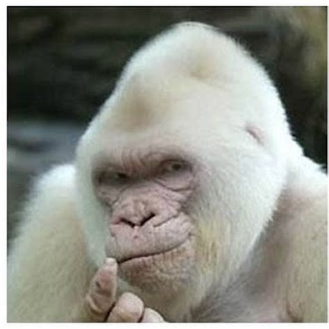 macaco albino